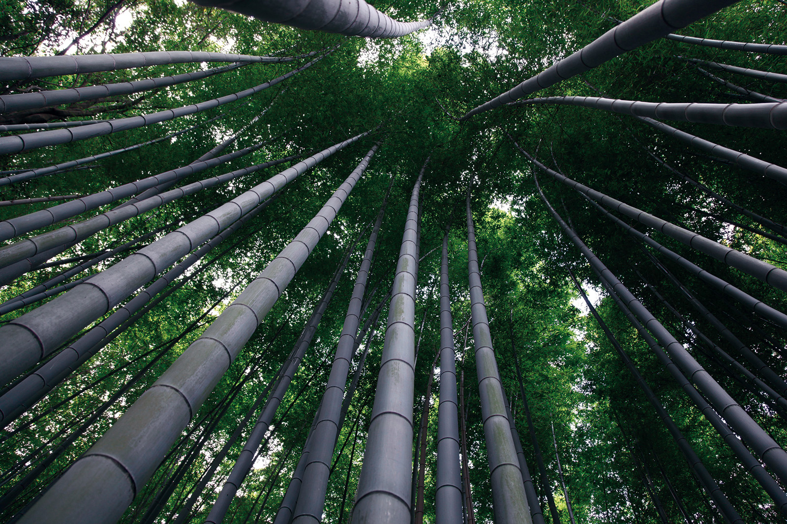 Bamboo forest - Arashiyama district in Kyoto Japan