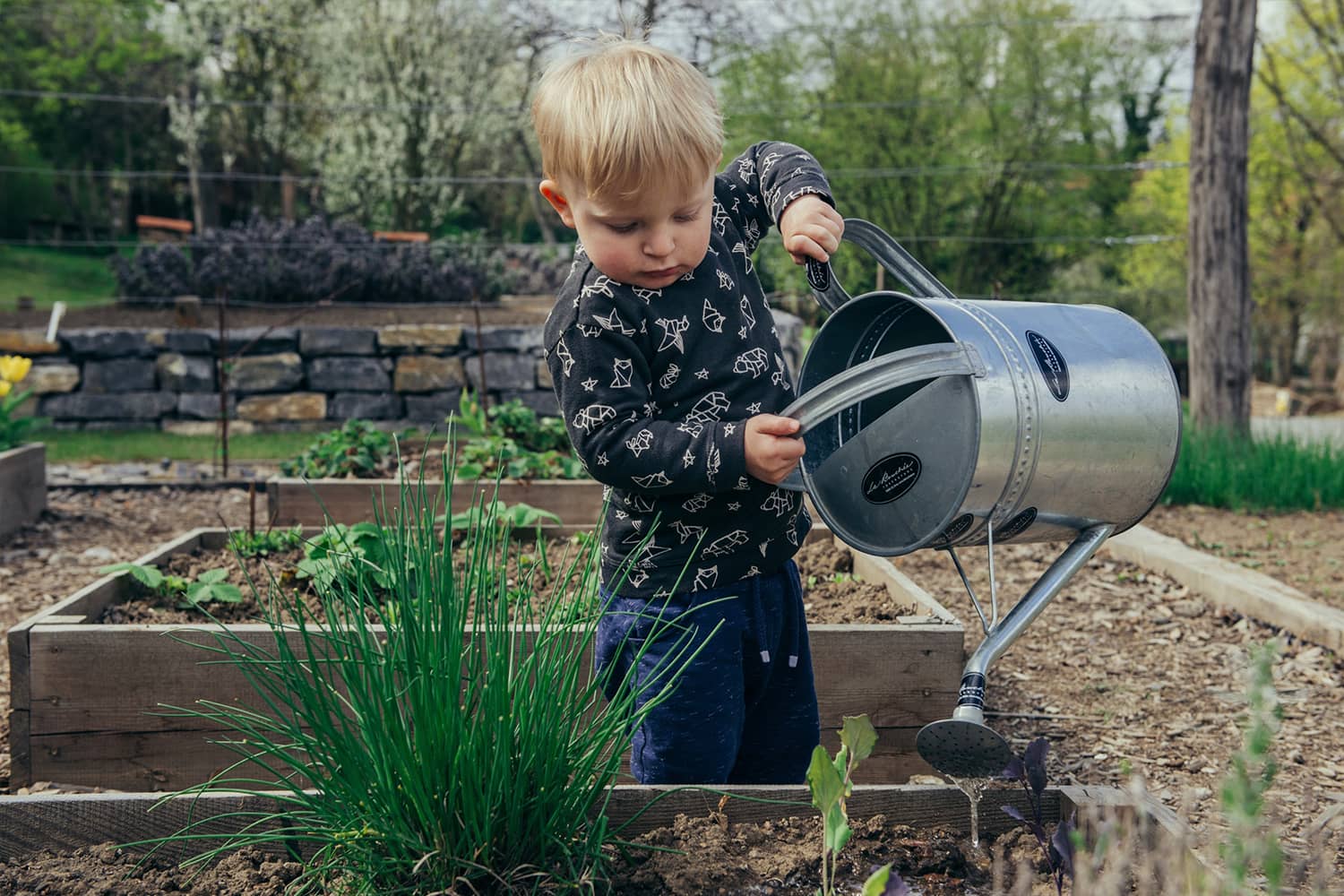 Young boy watering vegetable patch in garden