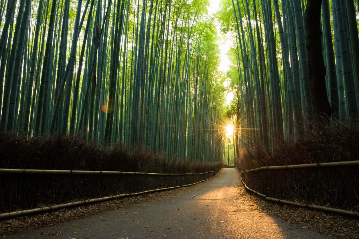 What is the Effect of Bamboo on Your Carbon Footprint?